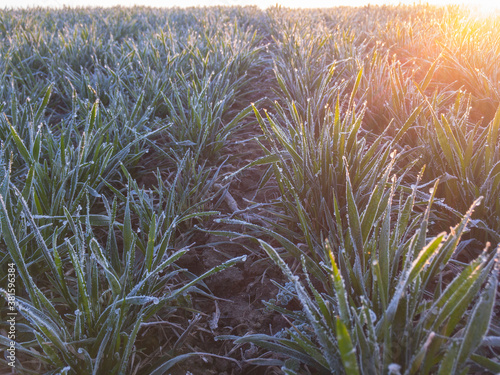 Winter wheat is covered with morning hoarfrost on an agricultural field early in the morning.