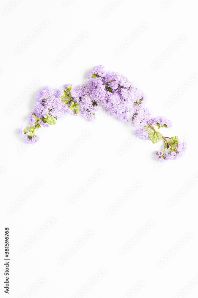 frame of fresh aster purple color flowers on a white background. top view, copy space