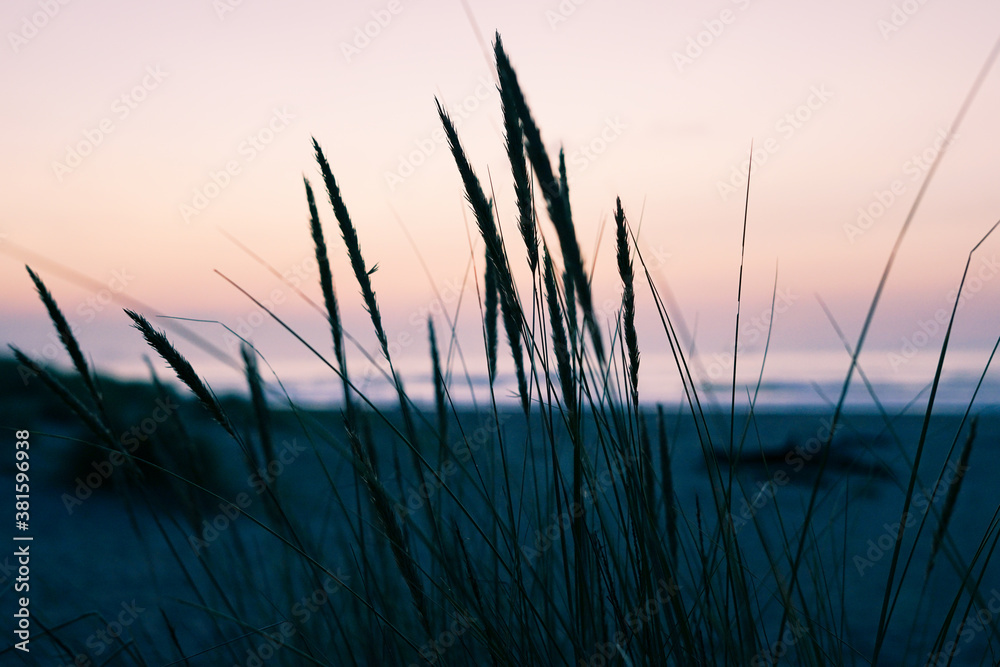 Fototapeta premium Silueta de juncos en una playa al atardecer