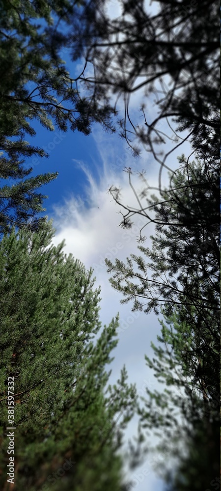 trees and sky