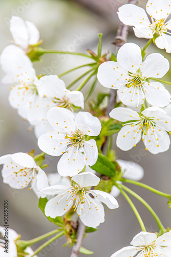 Fototapeta Naklejka Na Ścianę i Meble -  White cherry blossoms close-up. Postcard with the image of spring flowers