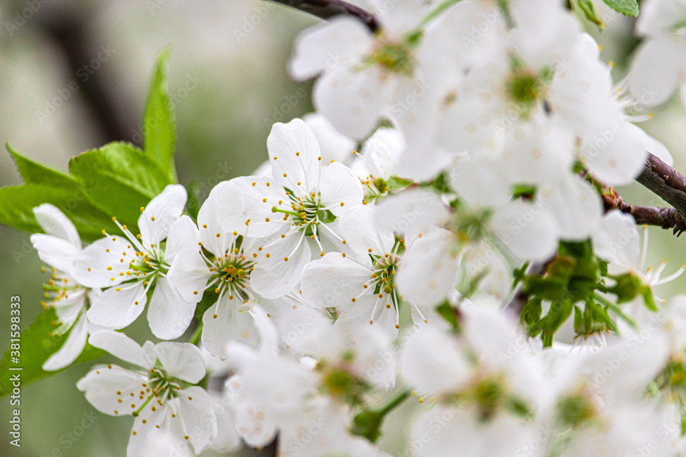 Fototapeta premium White cherry blossoms close-up. Postcard with the image of spring flowers