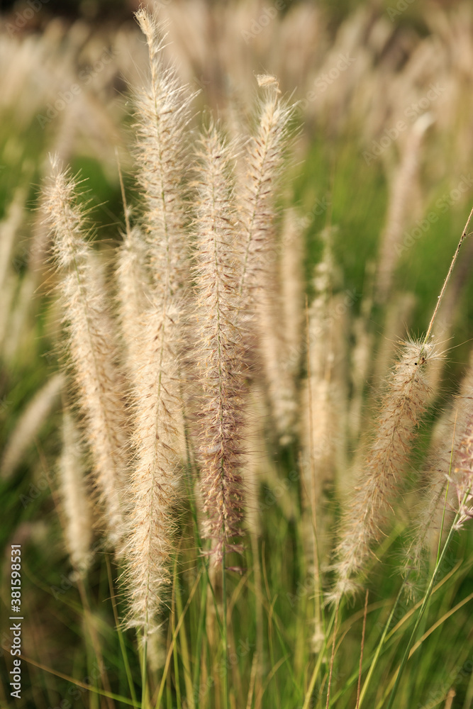 Stems of fluffy grass