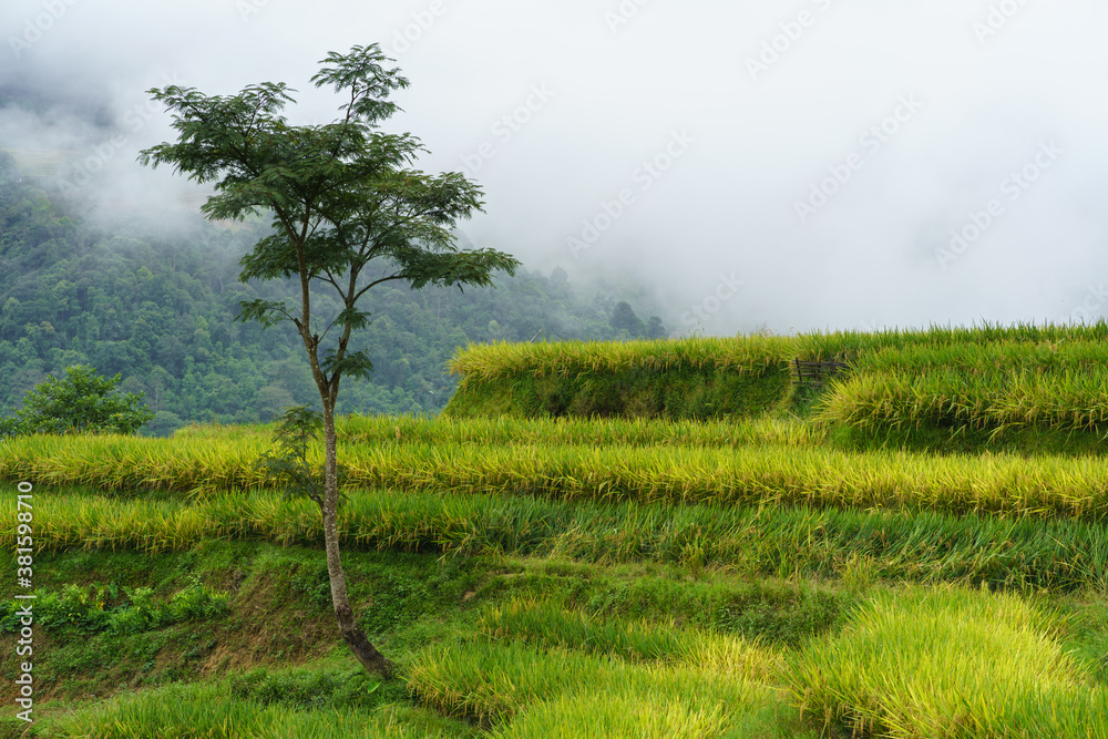 Terraced rice field landscape in harvesting season with low clouds in Y Ty, Bat Xat district, Lao Cai, north Vietnam