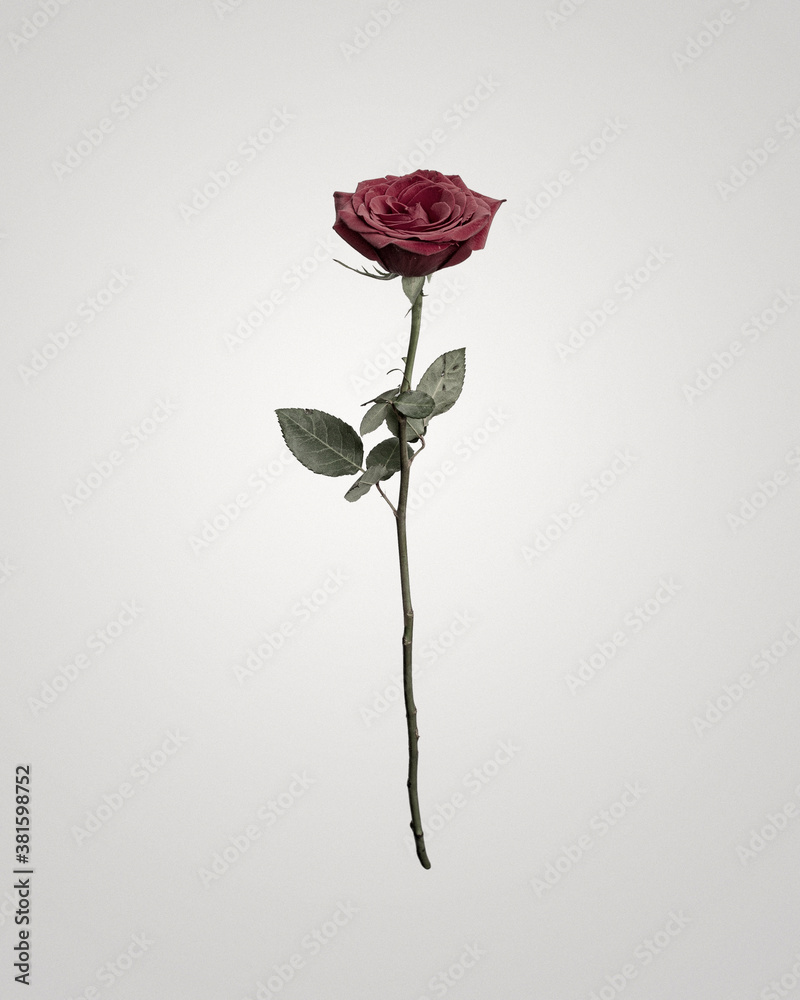 Fototapeta premium red rose on white background
