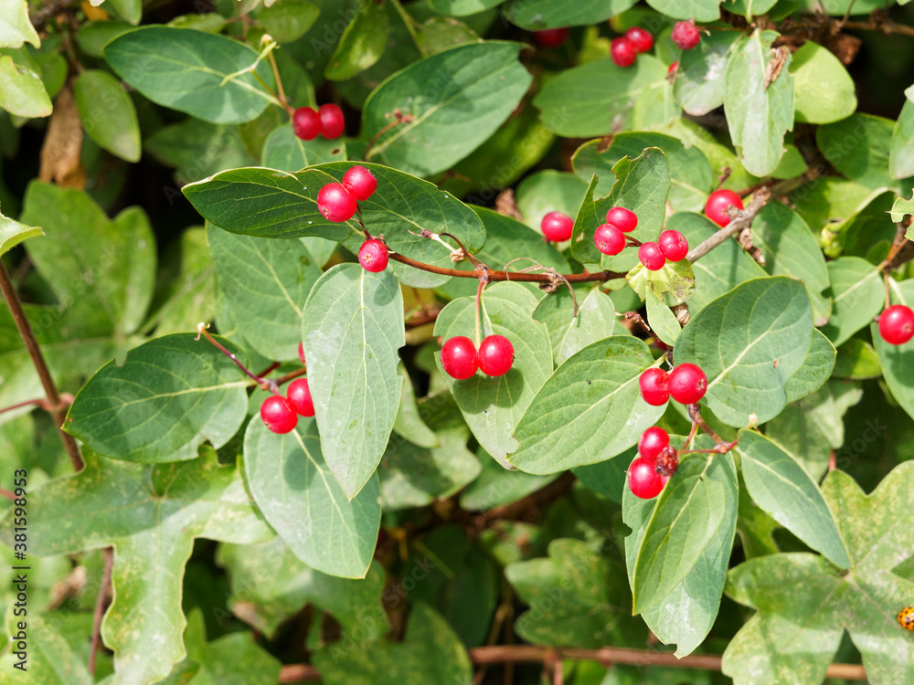 (Lonicera xylosteum) Kleine rote kugelförmige Früchte an weichen hellbraunen Zweigen von Rote Heckenkirsche oder Gewöhnliche Heckenkirsche