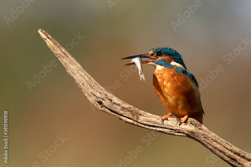 Female Common Kingfisher perched on a branch with a fish in beak and a green background. 