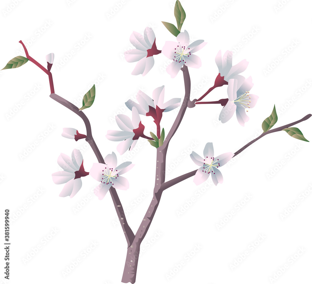 Obraz premium さくら