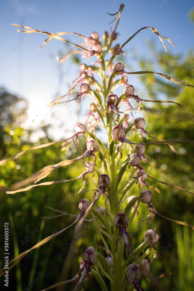 Himantoglossum orchid in wild nature in Slovakia Himantoglossum orchid in wild nature in Slovakia