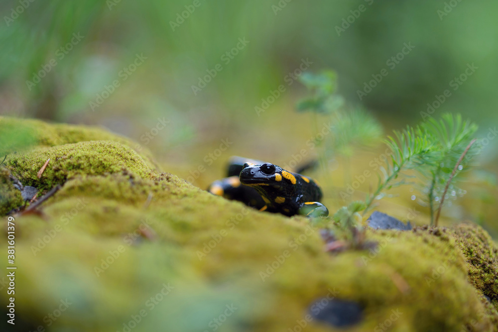 Obraz premium Salamander in wild nature