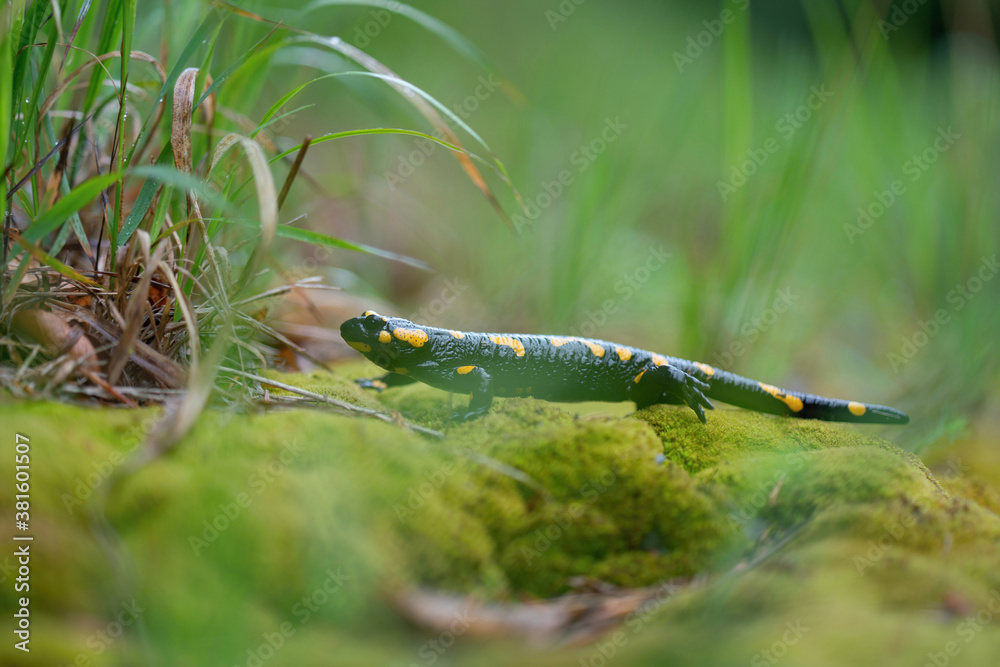 Salamander in wild nature