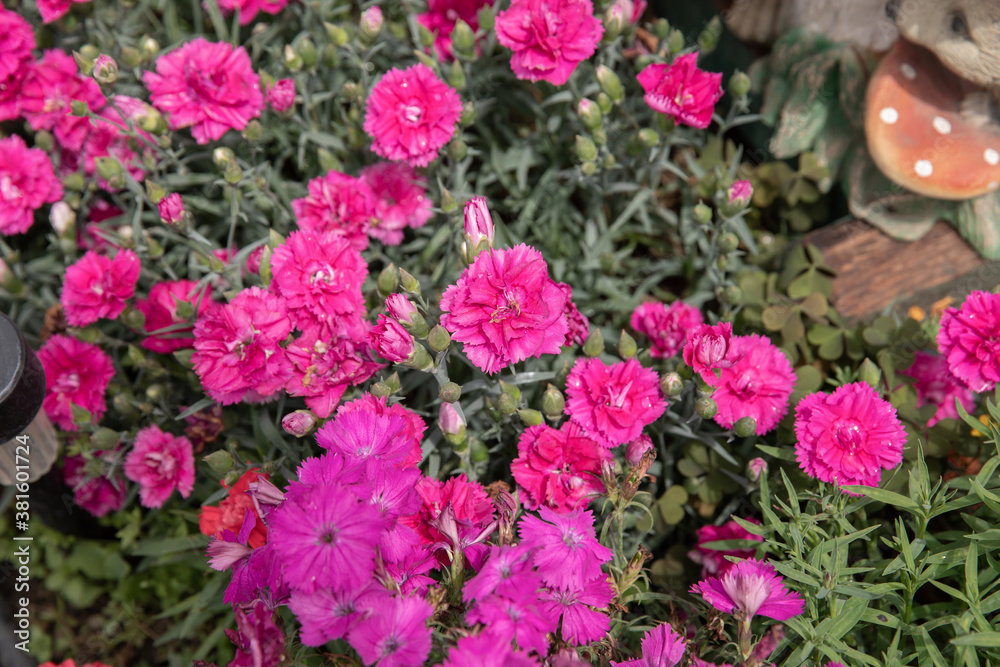flower in the garden. little pink flowers in the garden. beautiful flowers in summer. flower in the garden. little pink flowers in the garden. beautiful flowers in summer.
