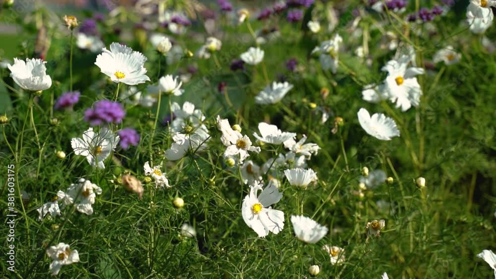 White flower fields with sunset lights. White flower fields with sunset lights.
