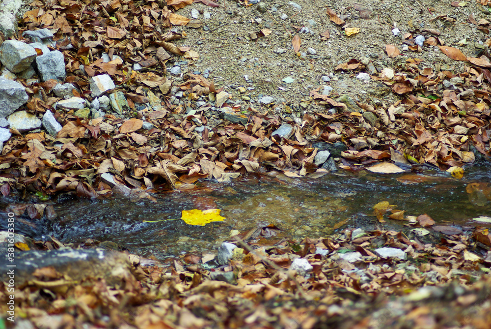 Selective focus on background draws the eye in as the yellow leaf floats past, daring to be different. Natural light, beautiful Fall / Autumn colors and textures with copy space. Selective focus on background draws the eye in as the yellow leaf floats past, daring to be different. Natural light, beautiful Fall / Autumn colors and textures with copy space.
