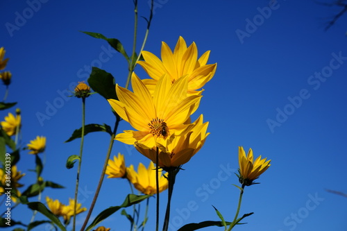 lem artichoke (Helianthus tuberosus), also called sunroot, sunchoke, or earth apple, ... In other words, English speakers would have corrupted "girasole artichoke" (meaning, "sunflower artic