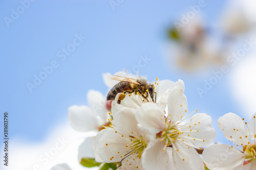 Bee on a flower on a background of the sky