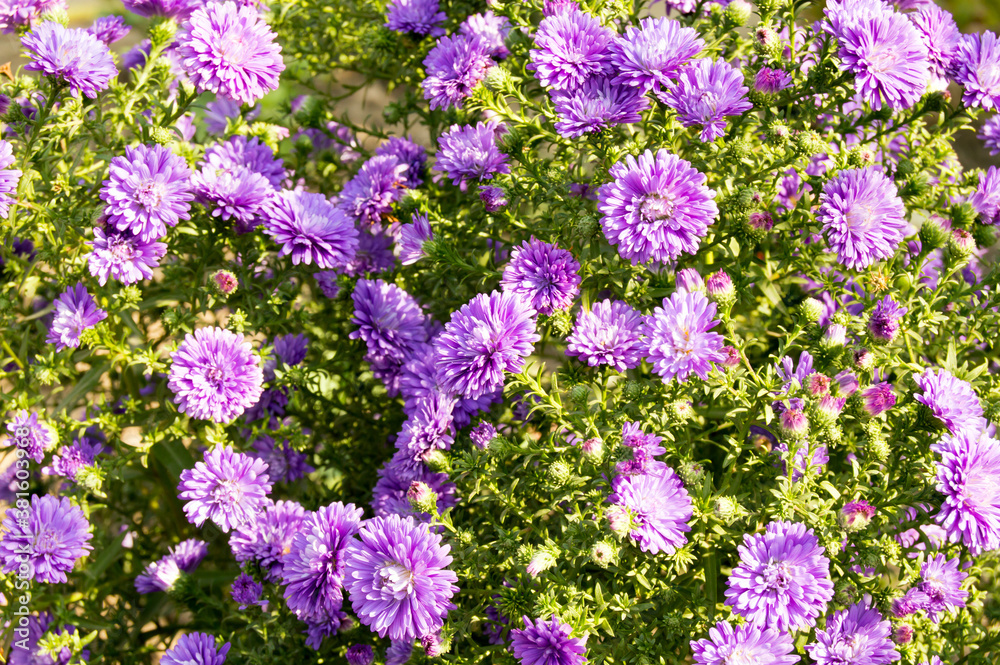 Fototapeta premium flowers in the garden