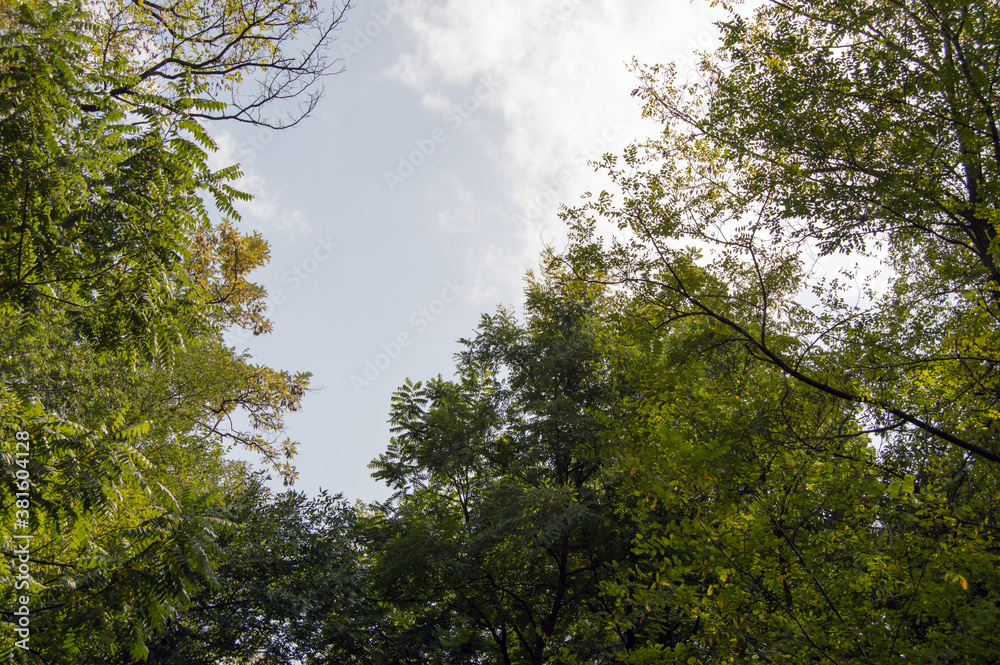 Obraz premium trees and sky