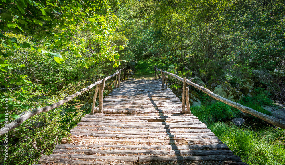 Wooden bridge over the forest