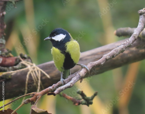 Great tit (Paris major) perching on a beautiful color. Colorful adult great tit posing.