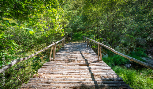 Wooden bridge over the forest
