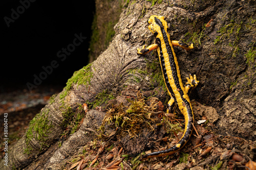 Salamandre tacheté, Salmandra salamandra fastuosa