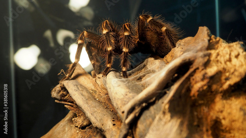a large black spider with white stripes and villi from the genus Acanthoscurria brocklehursti sits on a brown stone background of lamps in a glass terrarium view from below . large spider
