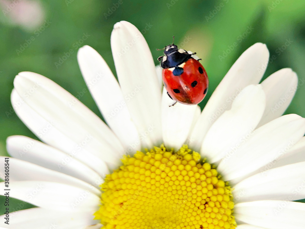 Red ladybug on chamomile flower in the garden
