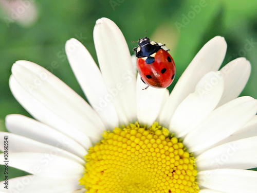 Red ladybug on chamomile flower in the garden