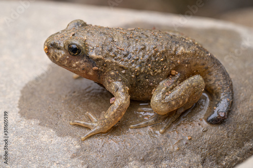 Crapaud accoucheur (Alytes obstetricans) France Pyrénnées