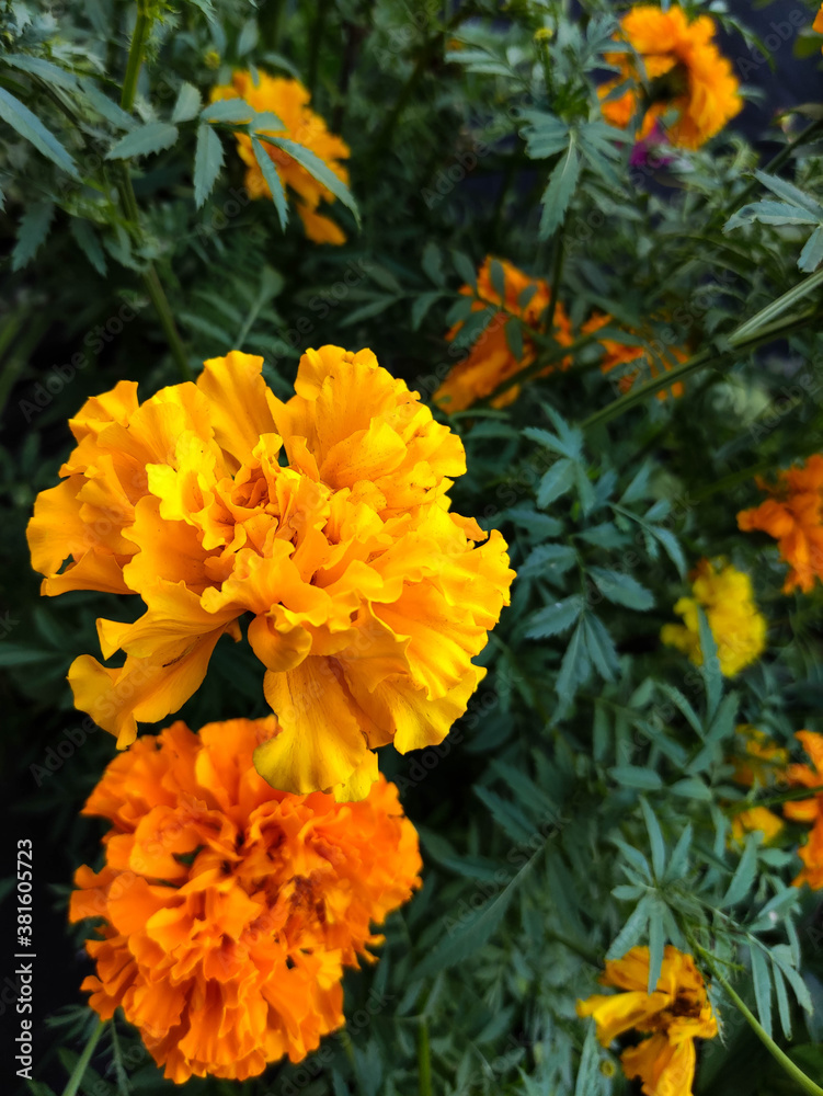 Yellow and orange marigold flowers Yellow and orange marigold flowers