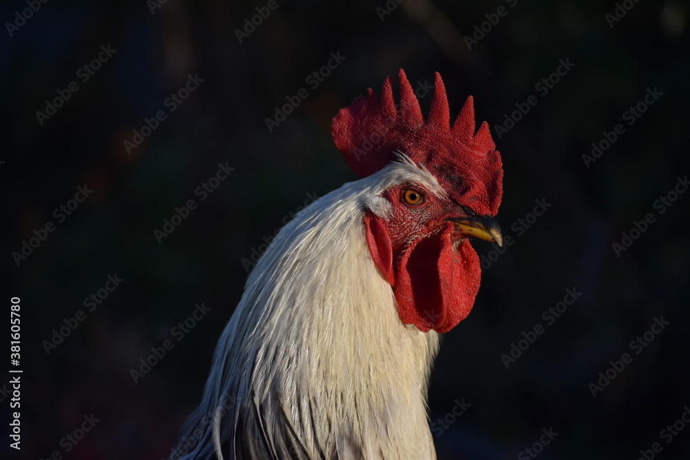 White rooster portrait in the early morning at sunrise