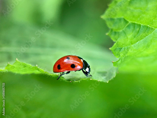 Red ladybug on a green leaf in the garden © Светлана Густова