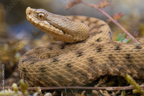 Jeune Vipere aspis (Vipera aspis) - France