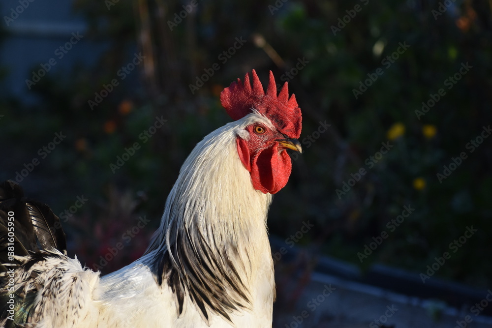 Portrait of a white rooster in the early morning at sunrise