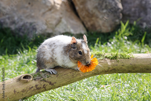 Degu im Freien