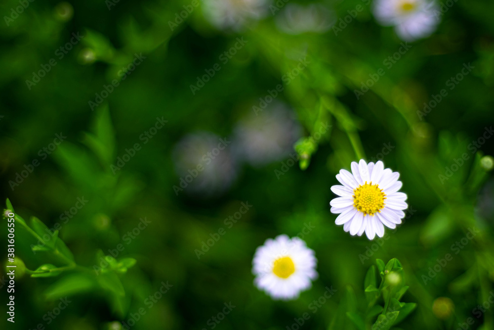 Selective focus white small daisy flowers with white petals and yellow core. White wild flowers with blurred green leaves background Selective focus white small daisy flowers with white petals and yellow core. White wild flowers with blurred green leaves background
