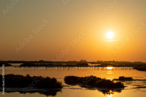 Fenicotteri al tramonto #2