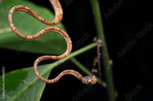 Serpent Imantodes lentiferus, Equateur