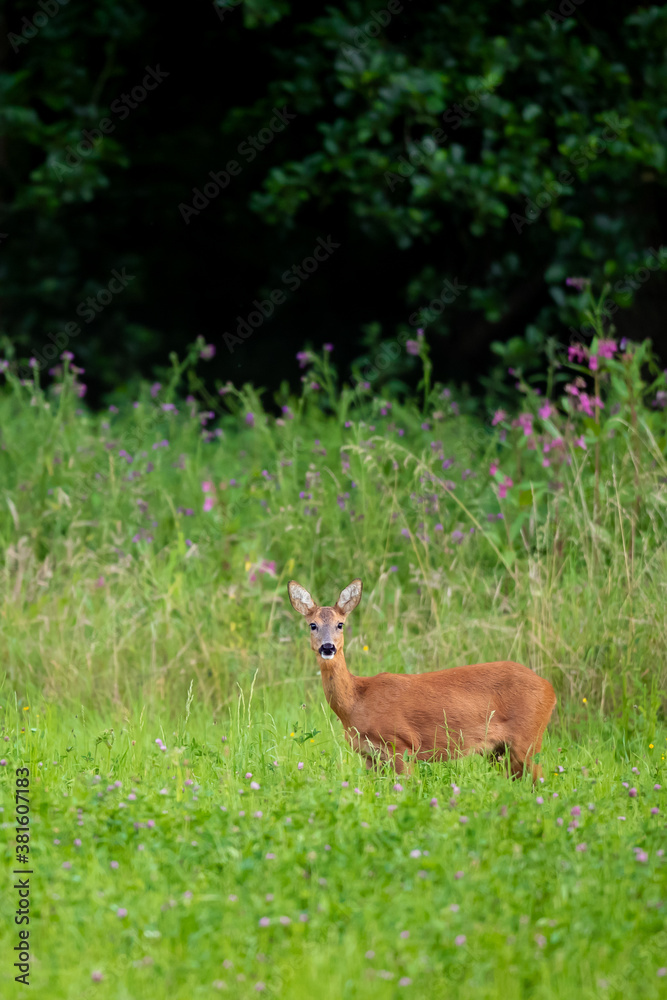 Obraz premium Rehwild