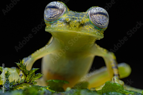 Grenouille de verre, Nymphargus mariae Equateur