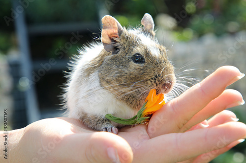 Degu im Freien photo