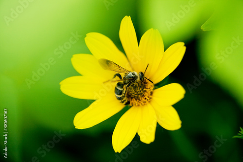 ハラナガツチバチと姫ヒマワリの花 © Paylessimages