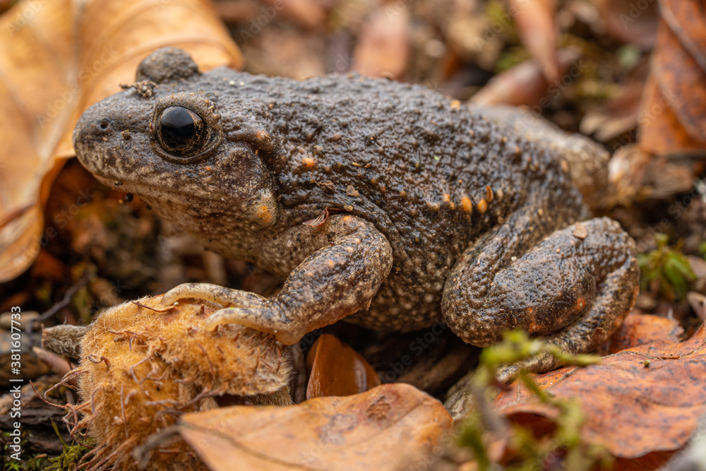 Crapaud accoucheur (Alytes obstetricans) France Pyrénnées Crapaud accoucheur (Alytes obstetricans) France Pyrénnées