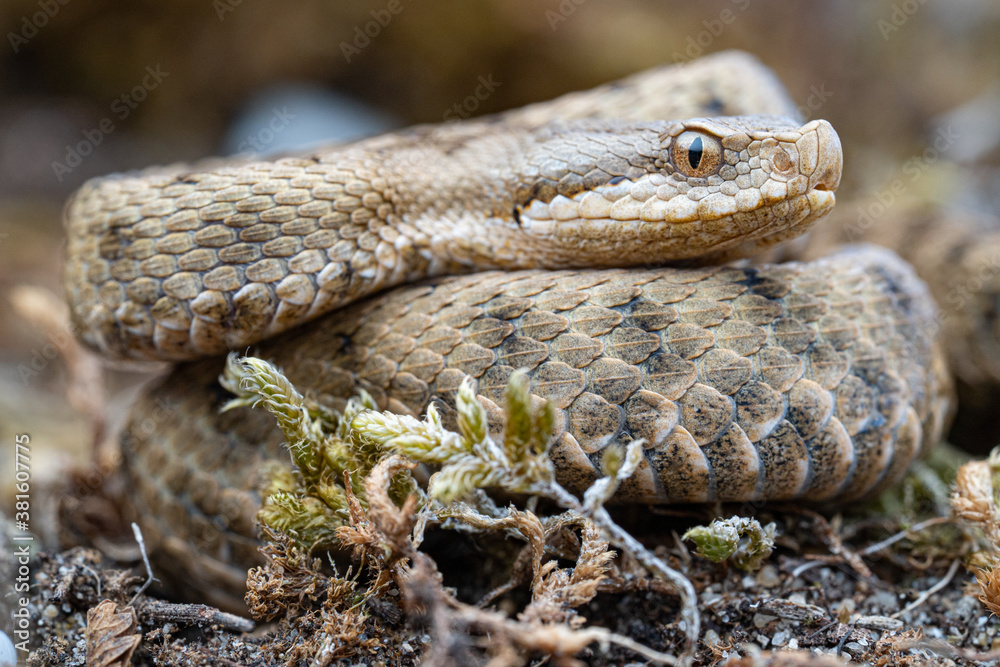 Fototapeta premium Jeune Vipere aspis (Vipera aspis) - France