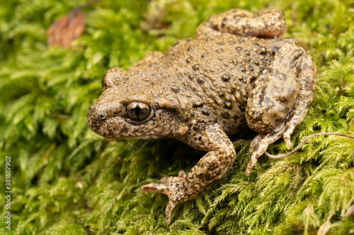 Crapaud accoucheur (Alytes obstetricans) France Pyrénnées