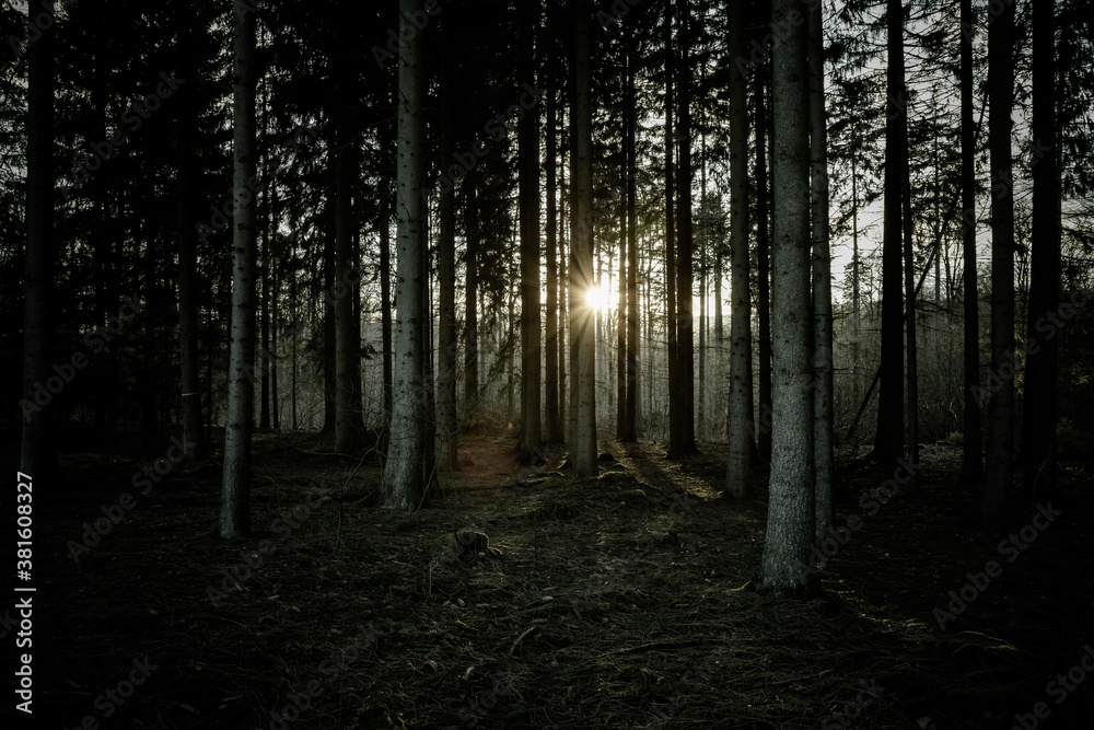 Dark woods Dark woods