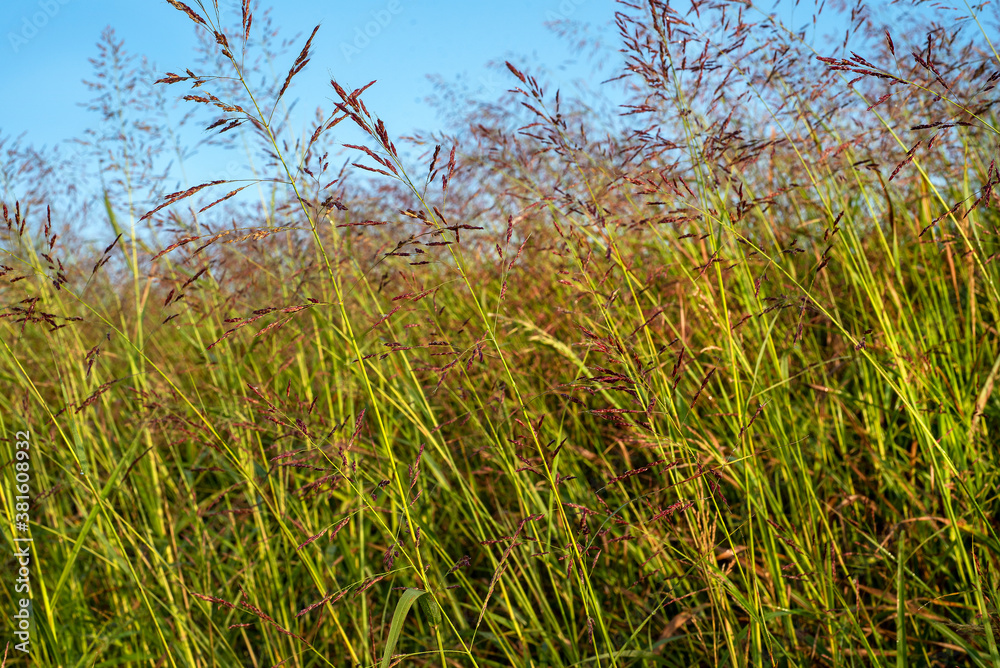 Fototapeta premium Tall green grass weeds in open meadow, sunshine, summer day