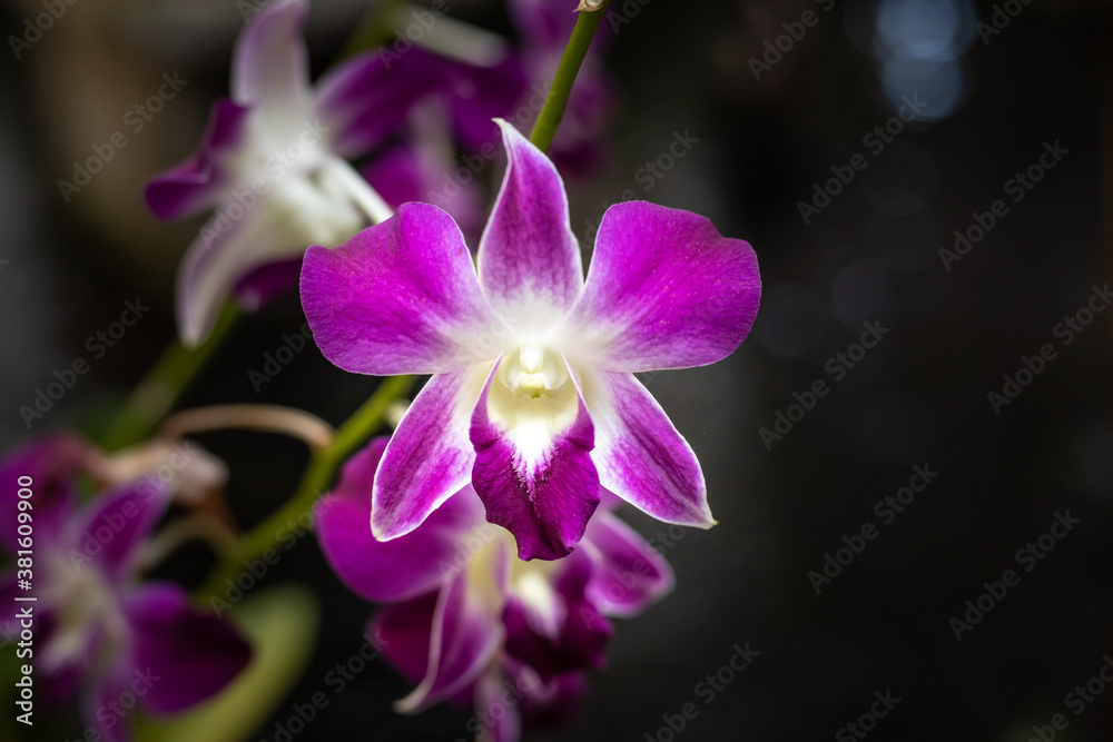 Purple orchid flower in the garden. Branch of blooming orchid. Tropical flowers blossom. Flower background for decoration. Selective focus. Close up. Bali