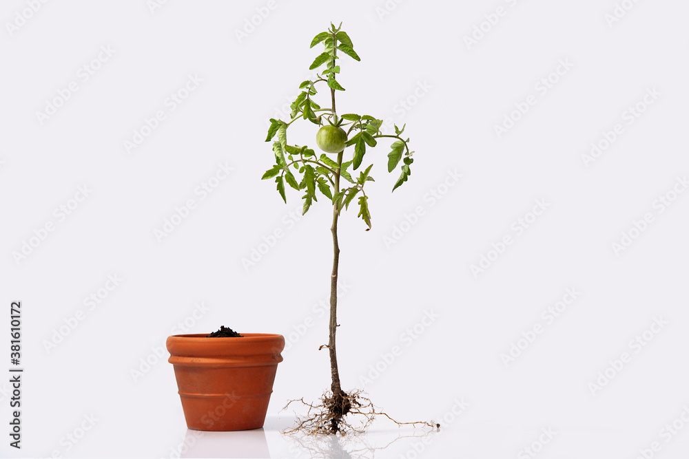 tomato plant with roots and a flower pot w/ soil. flowering and fruiting plant with unripe a green tomato and root system. studio close up isolated tomato plant with roots and a flower pot w/ soil. flowering and fruiting plant with unripe a green tomato and root system. studio close up isolated
